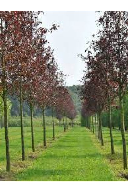 Черемха Канада Ред з темно-червоним листям, що додає кольору в сад.